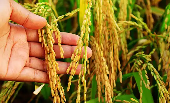 How to Combat Drought Stress in Rice with Amino Acid Peptides？